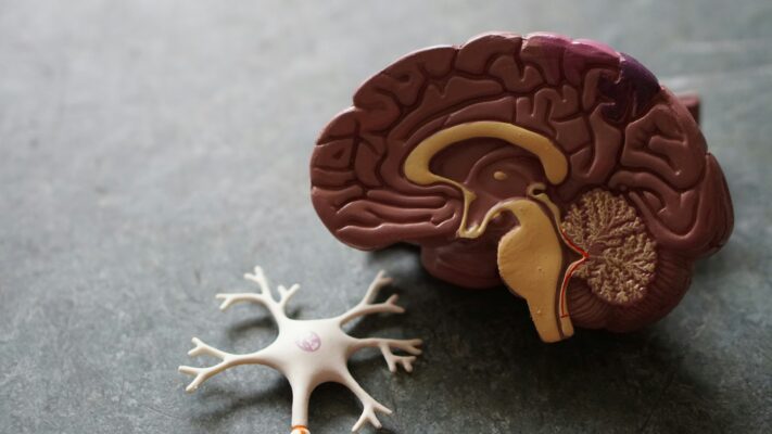 Hypothalamus-pituitary gland 1